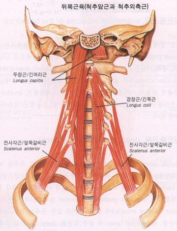 뒷목근육 (척추앞근과 척추외측근)